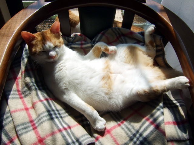 cat